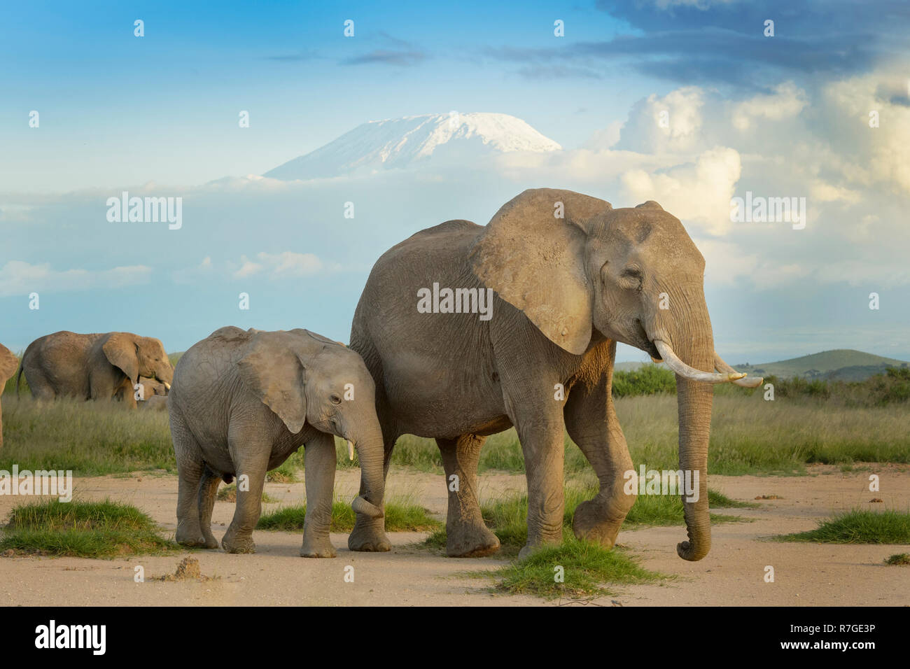 African elephant (Loxodonta africana) and calf walking in front of mount Kilimanjaro, Amboseli national park, Kenya. Stock Photo