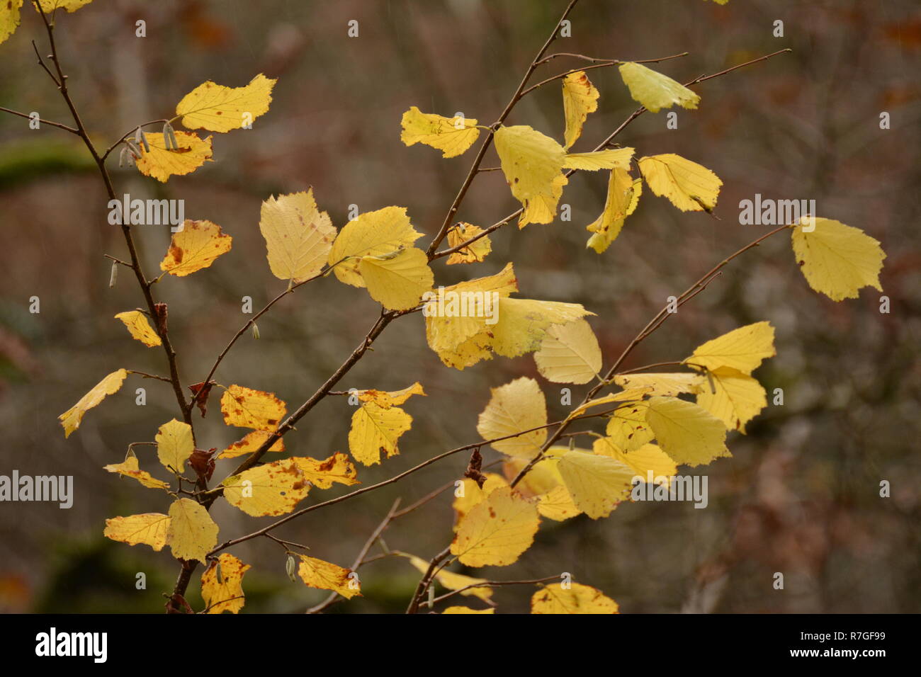 Beautiful Autumn Leaves around LLyn Mair, Gwynedd Stock Photo