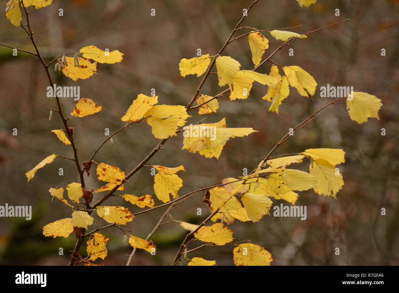 Beautiful Autumn Leaves around LLyn Mair, Gwynedd Stock Photo