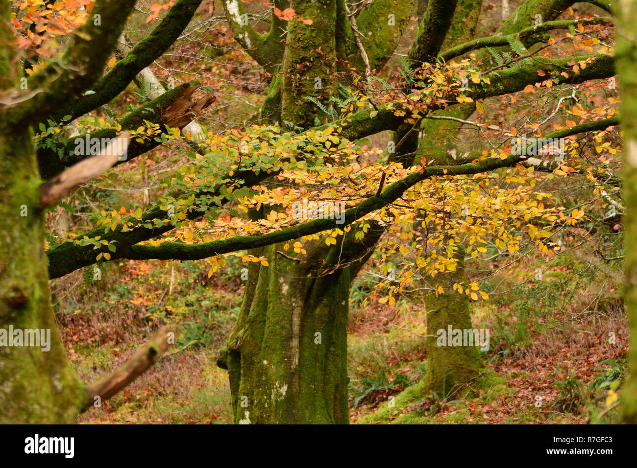 Cymru Autumn Scene Stock Photo