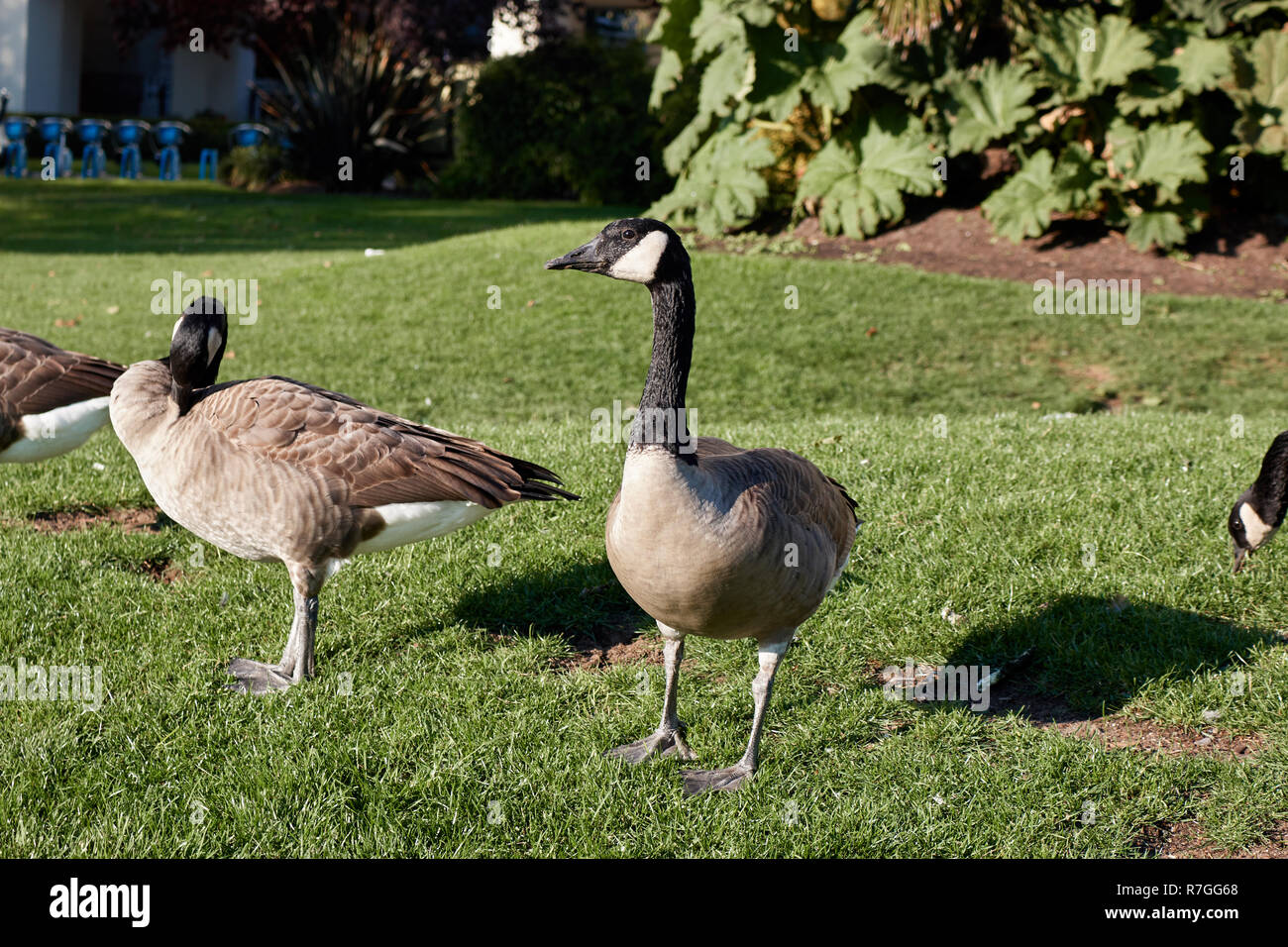 Vancouver canada goose hi res stock photography and images Alamy