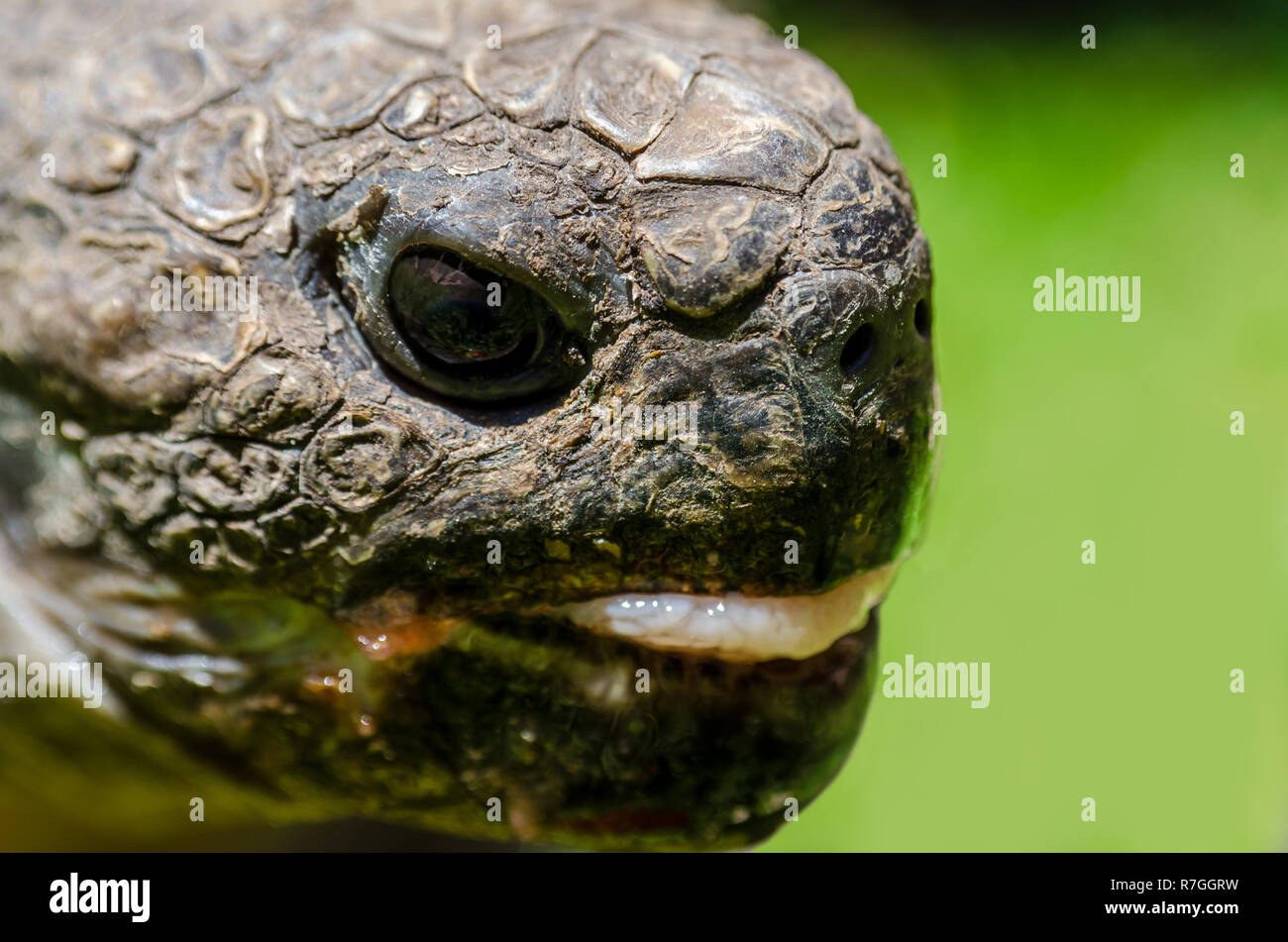 Turtle drinking water Close up Stock Photo Alamy