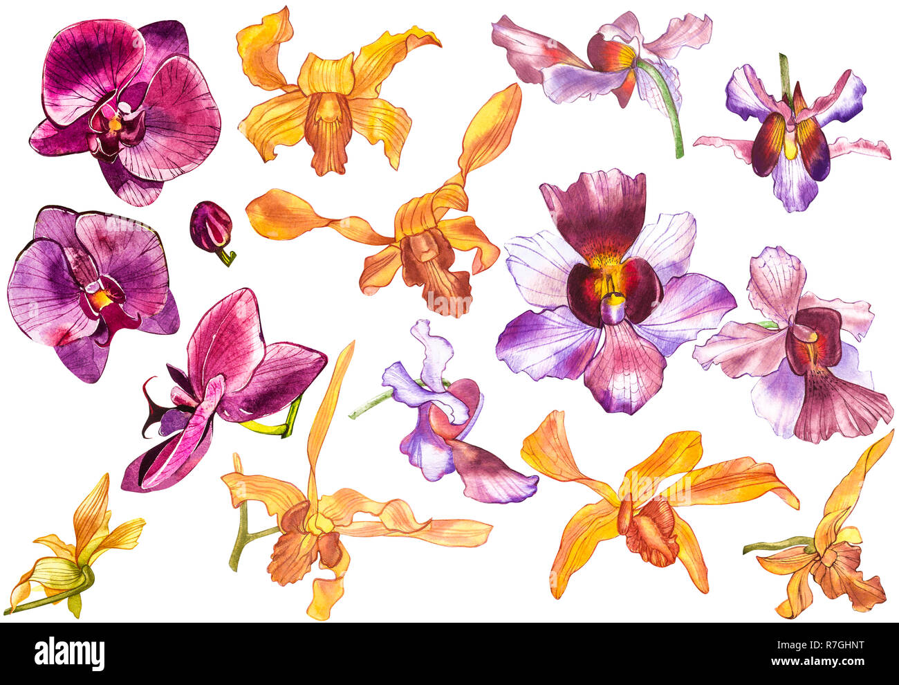 Watercolor orchid branch, hand drawn floral illustration isolated on a ...