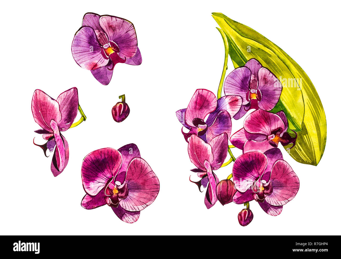 Watercolor orchid branch, hand drawn floral illustration isolated on a ...