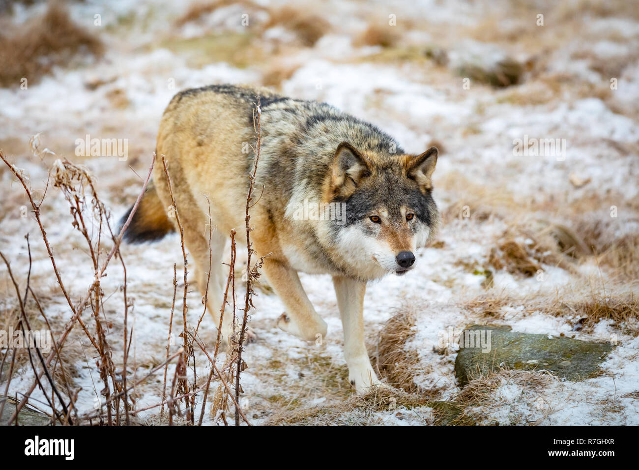 Magnificent wolf running in the forest in early winter Stock Photo