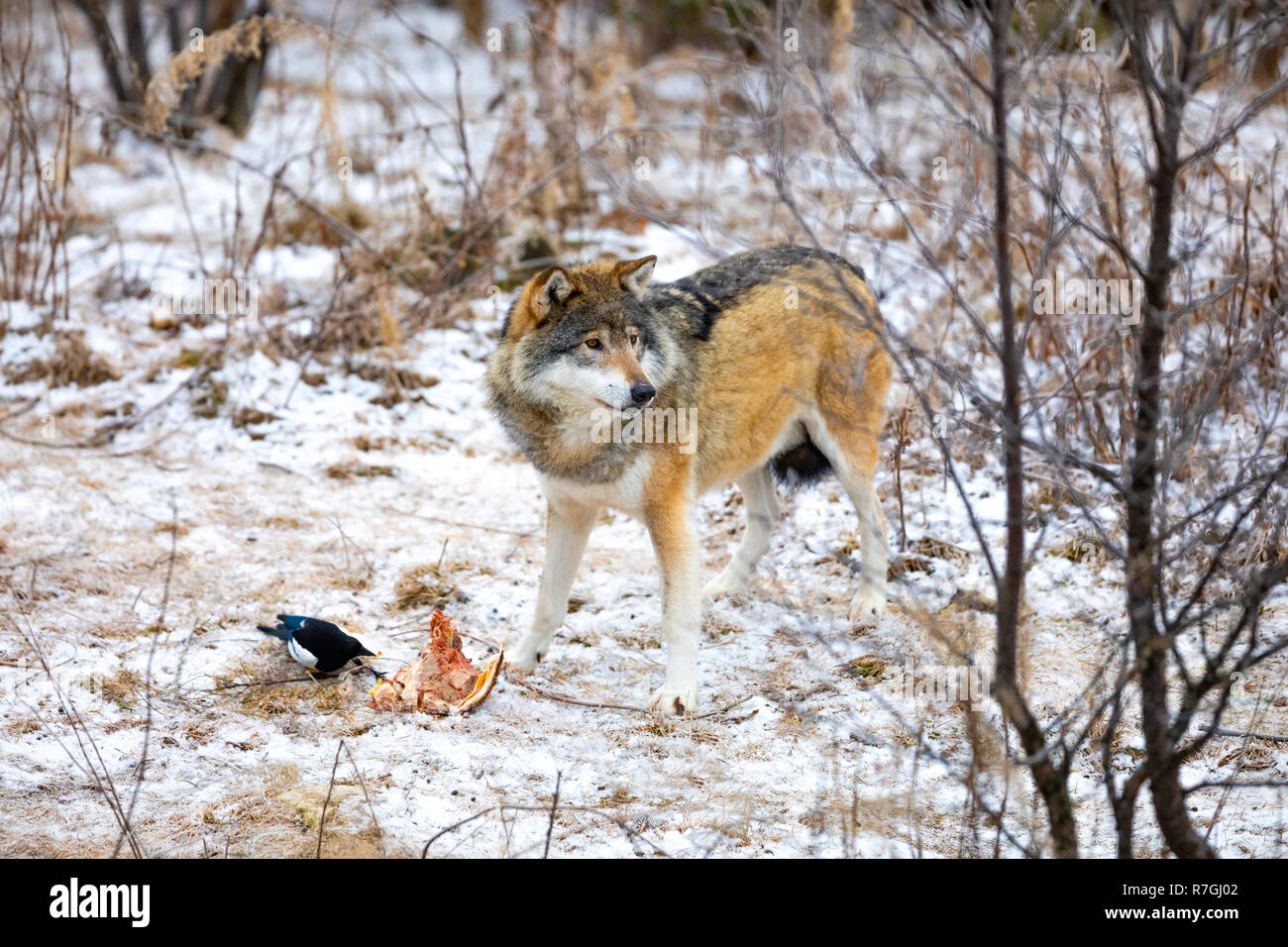 Magnificent wolf standing over a piece of meat in the forest Stock ...