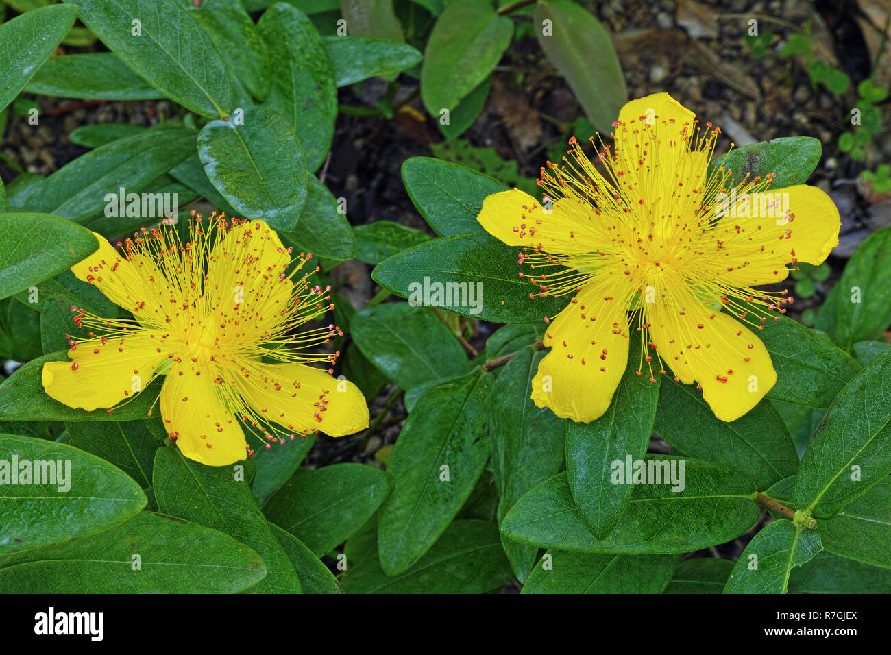 hypericum calycinum in bloom, flowers and leaves Stock Photo