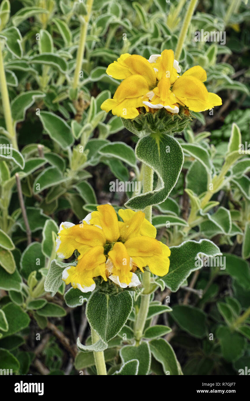 plant of jerusalem sage, flowers and leaves Stock Photo