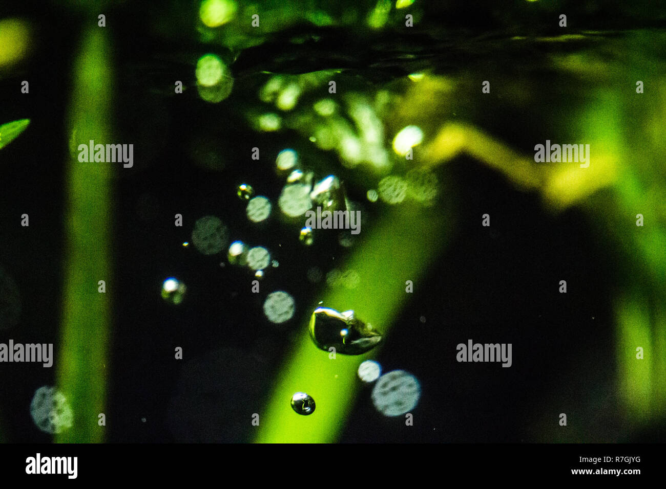 Fish tank water ripple and bubbles Stock Photo Alamy