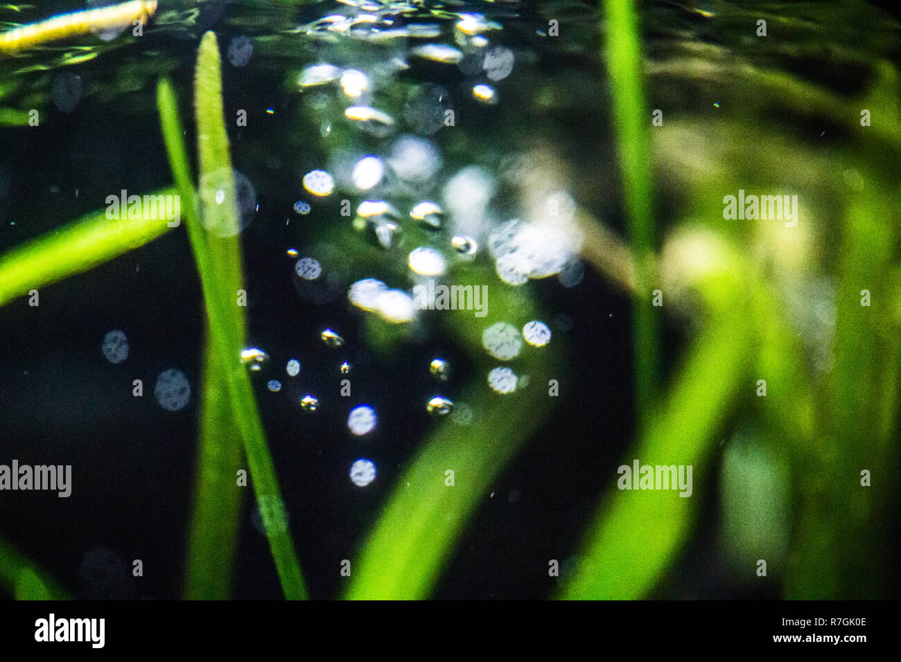 Fish tank water ripple and bubbles Stock Photo