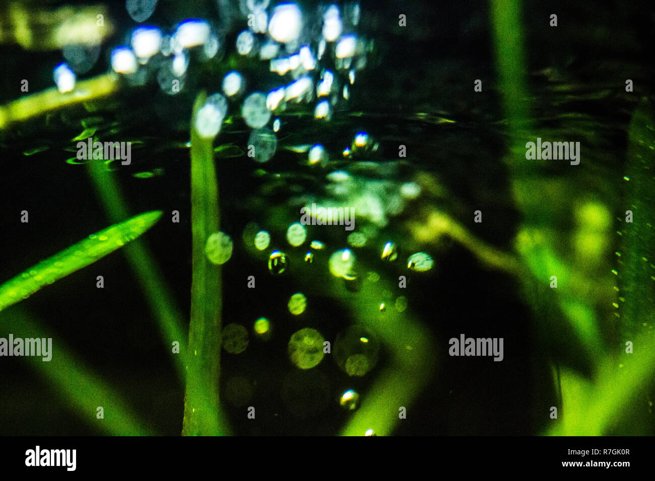 Fish tank water ripple and bubbles Stock Photo Alamy