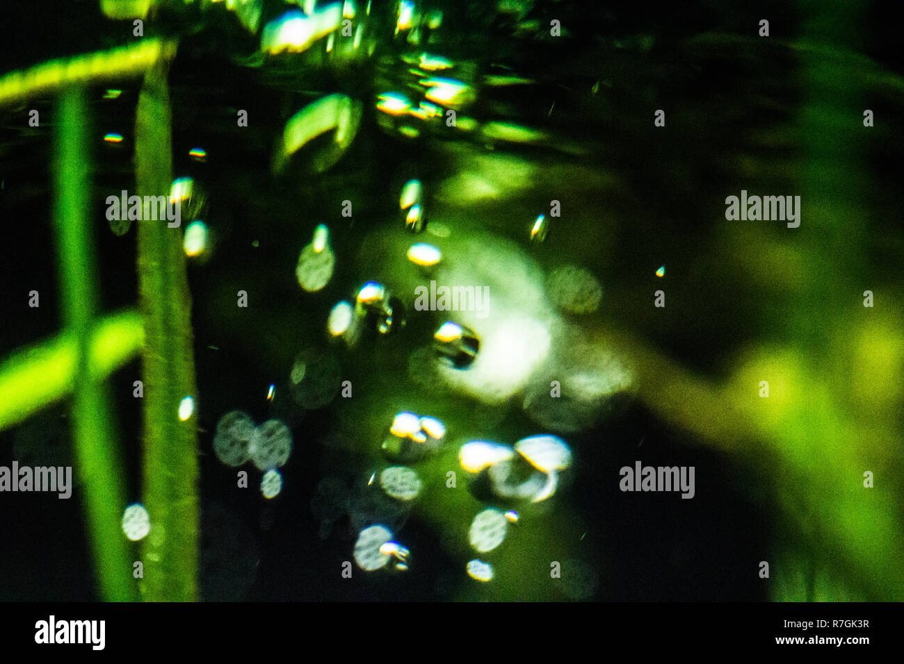 Fish tank water ripple and bubbles Stock Photo Alamy
