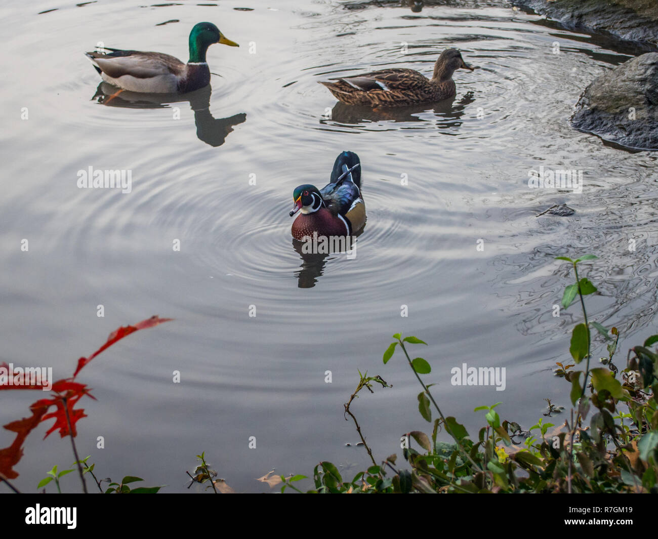 Mandarin duck swimming with another ducks on a pond Stock Photo