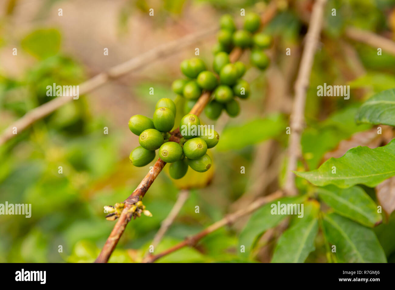 Close up growing bean hi-res stock photography and images - Alamy