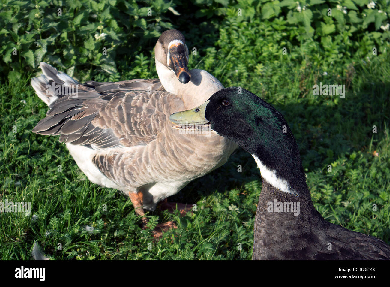 Two farm birds, brown goose and drake with green head against grass field Stock Photo