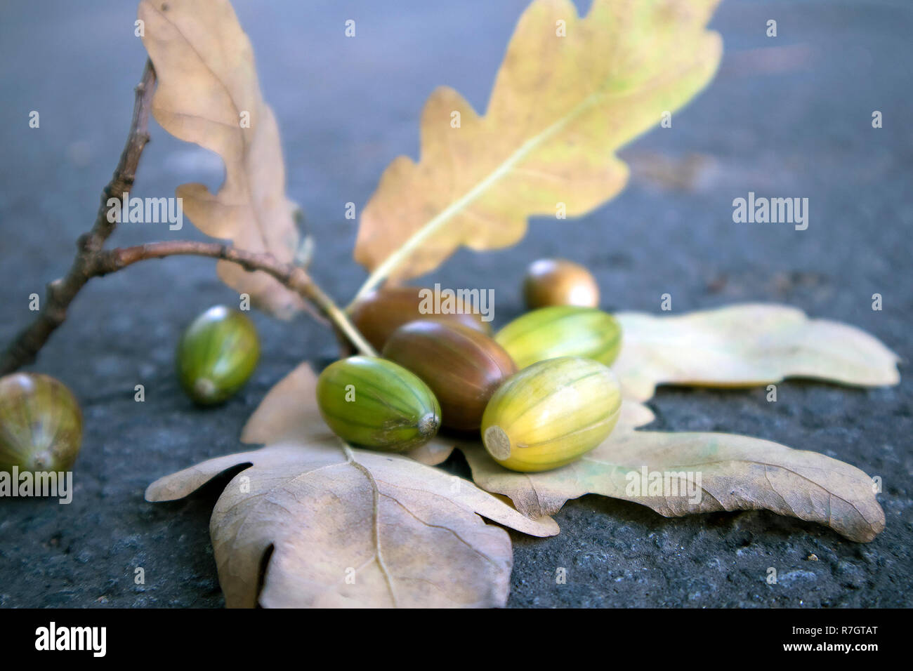 White oak acorns hi-res stock photography and images - Alamy