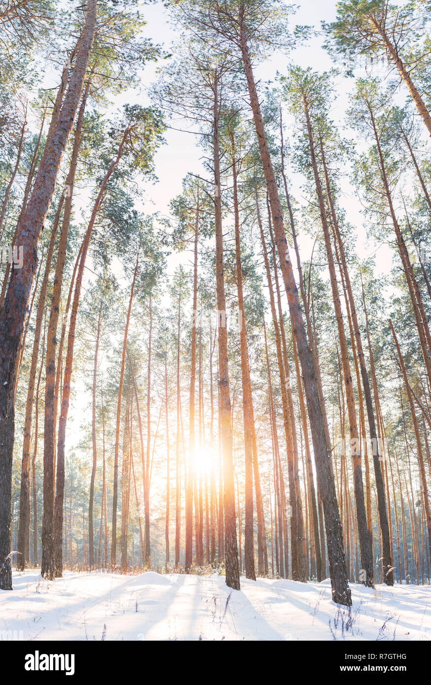 Winter landscape of pine forest Stock Photo - Alamy
