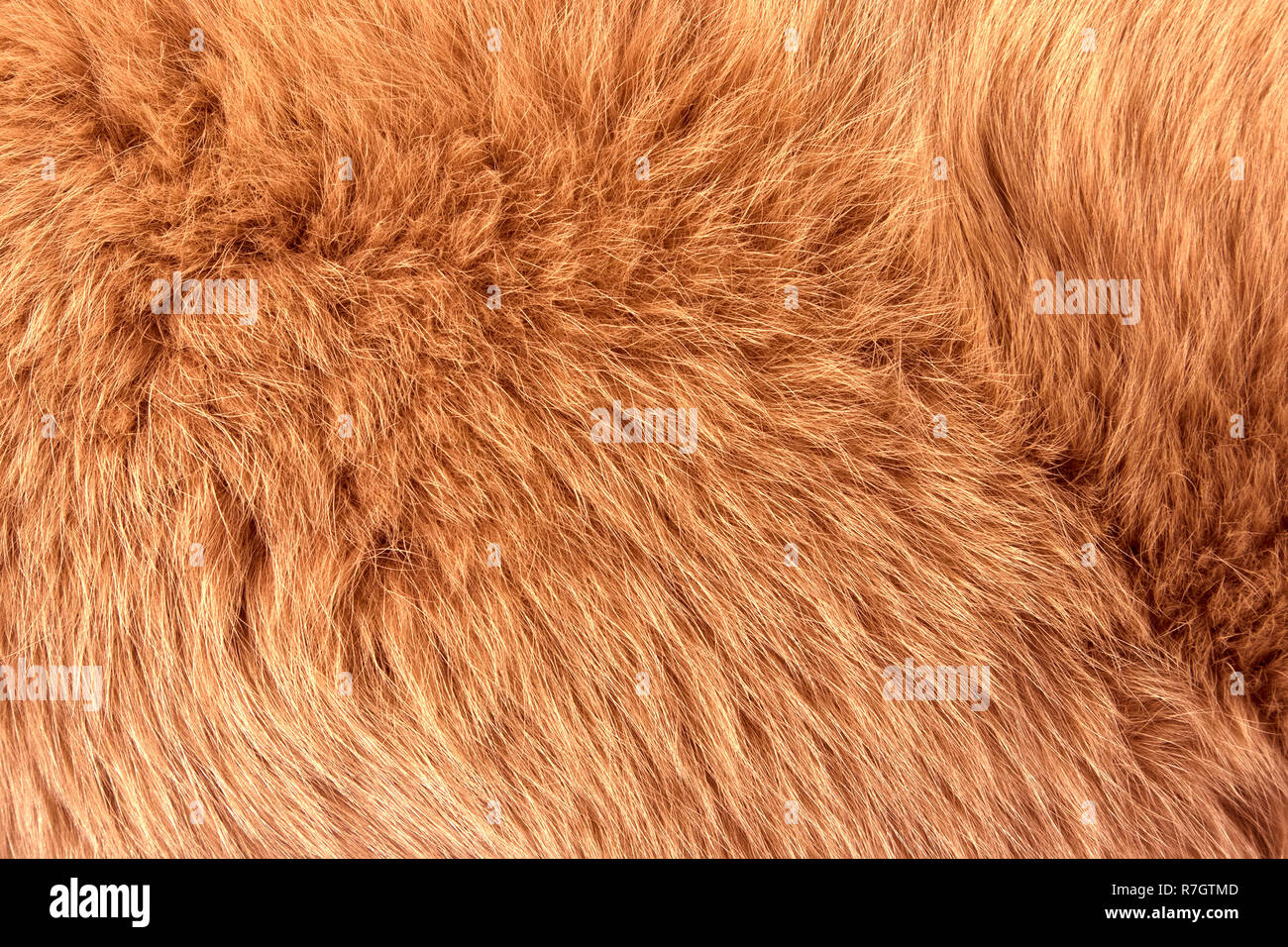 Natural fur of red polar fox closeup, may be used as background or texture Stock Photo