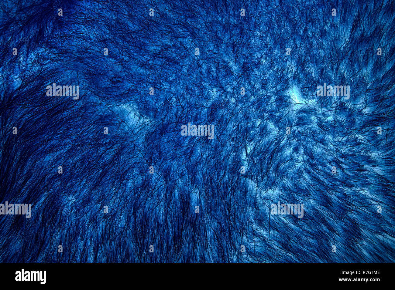 Inverted image of natural fur of red polar fox closeup, may be used as background or texture Stock Photo