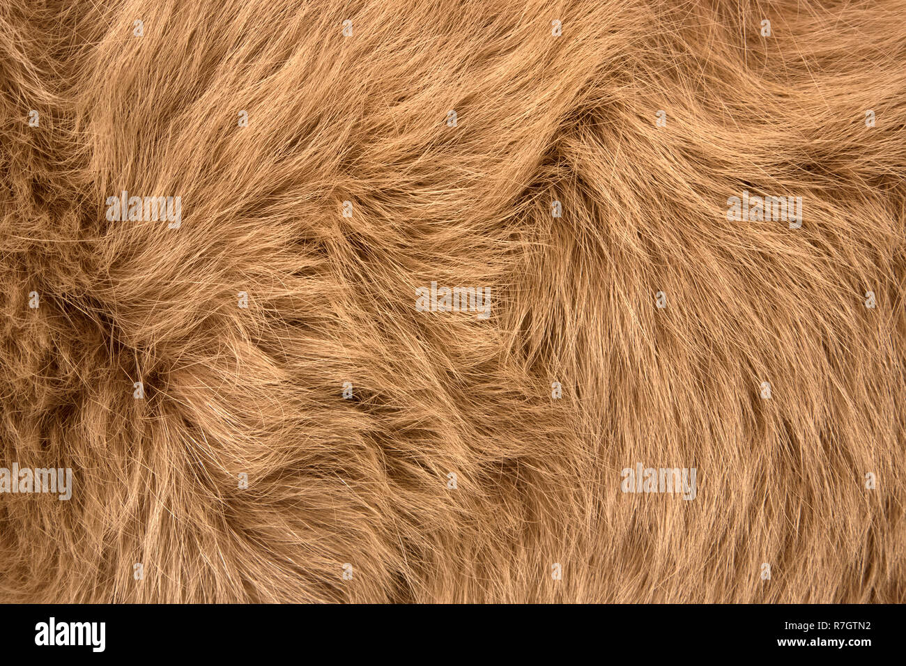 Natural fur of red polar fox closeup, may be used as background or texture Stock Photo