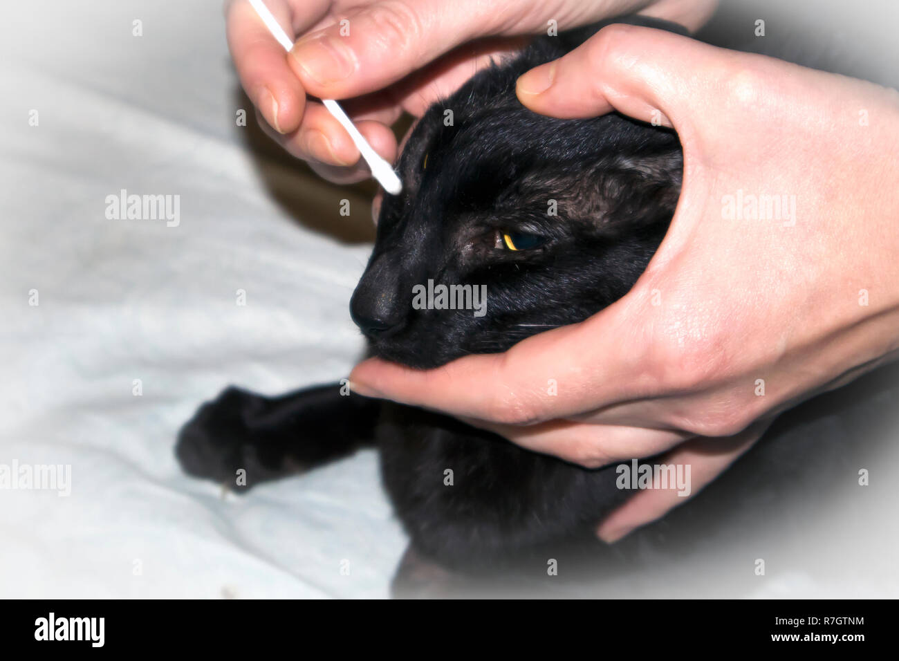 Veterinary doctor checking up the eyes of black oriental cat, hands with cotton swab closeup Stock Photo