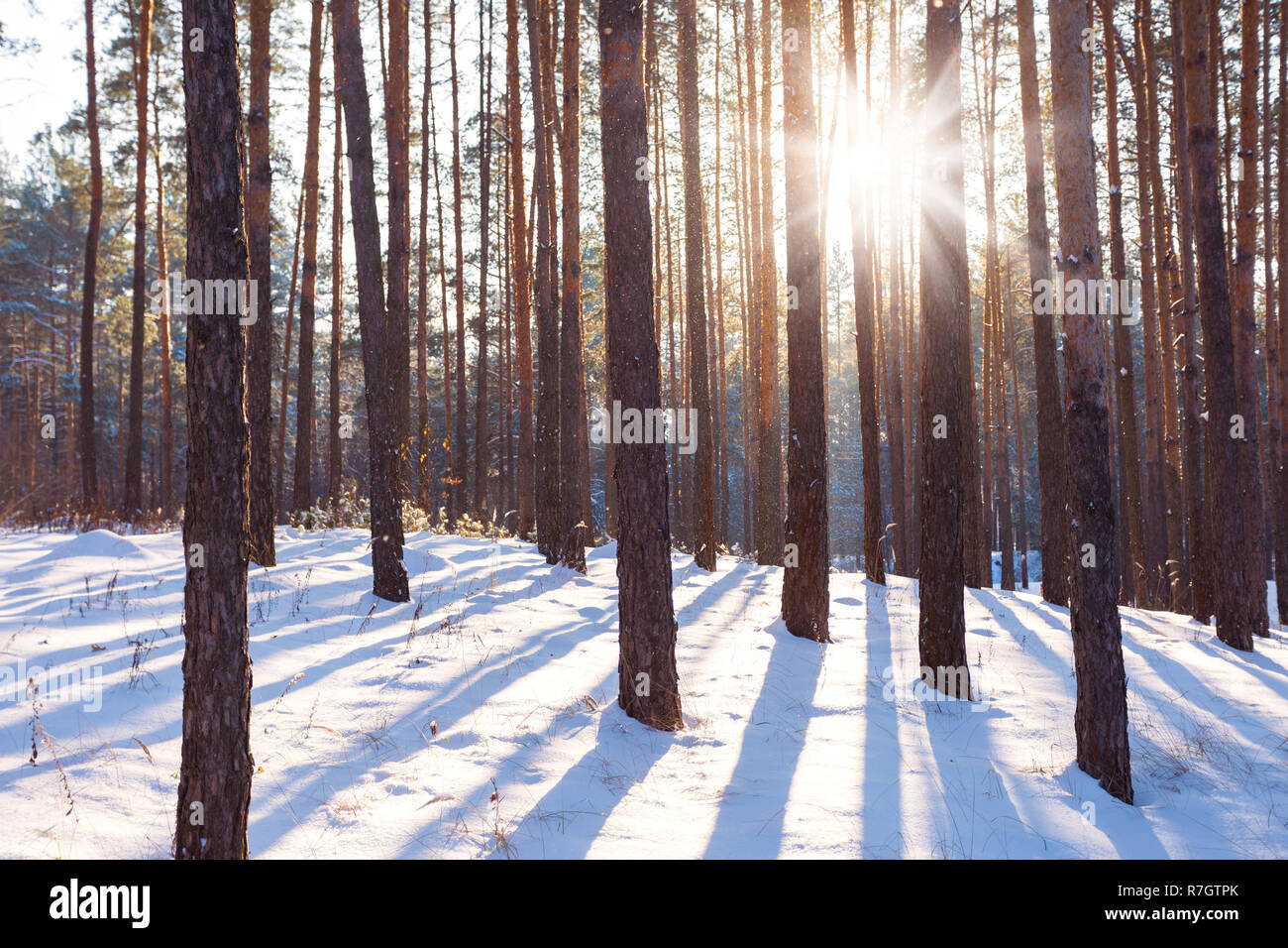 Winter landscape of pine forest Stock Photo - Alamy