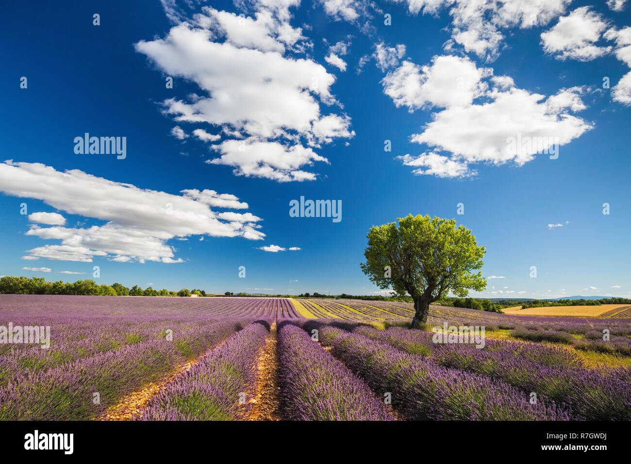Lavender fields, Valensole Plataeu, Provence, France Stock Photo