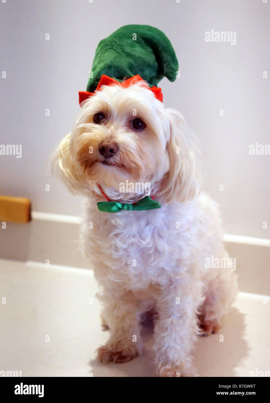 Puppies in christmas outfits deals