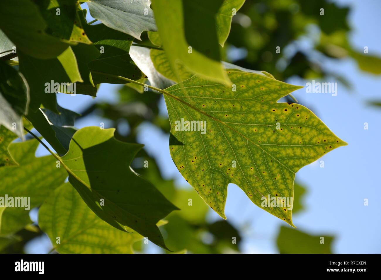 spring tree leaves Stock Photo - Alamy