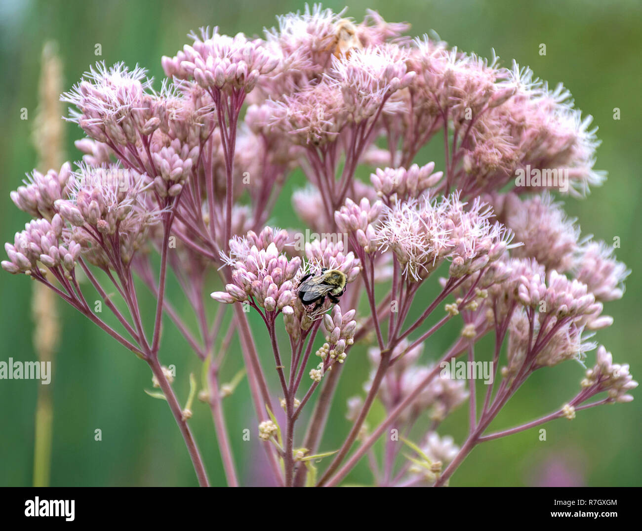 close up of bumble bee on pink flowering milkweed plant Stock Photo
