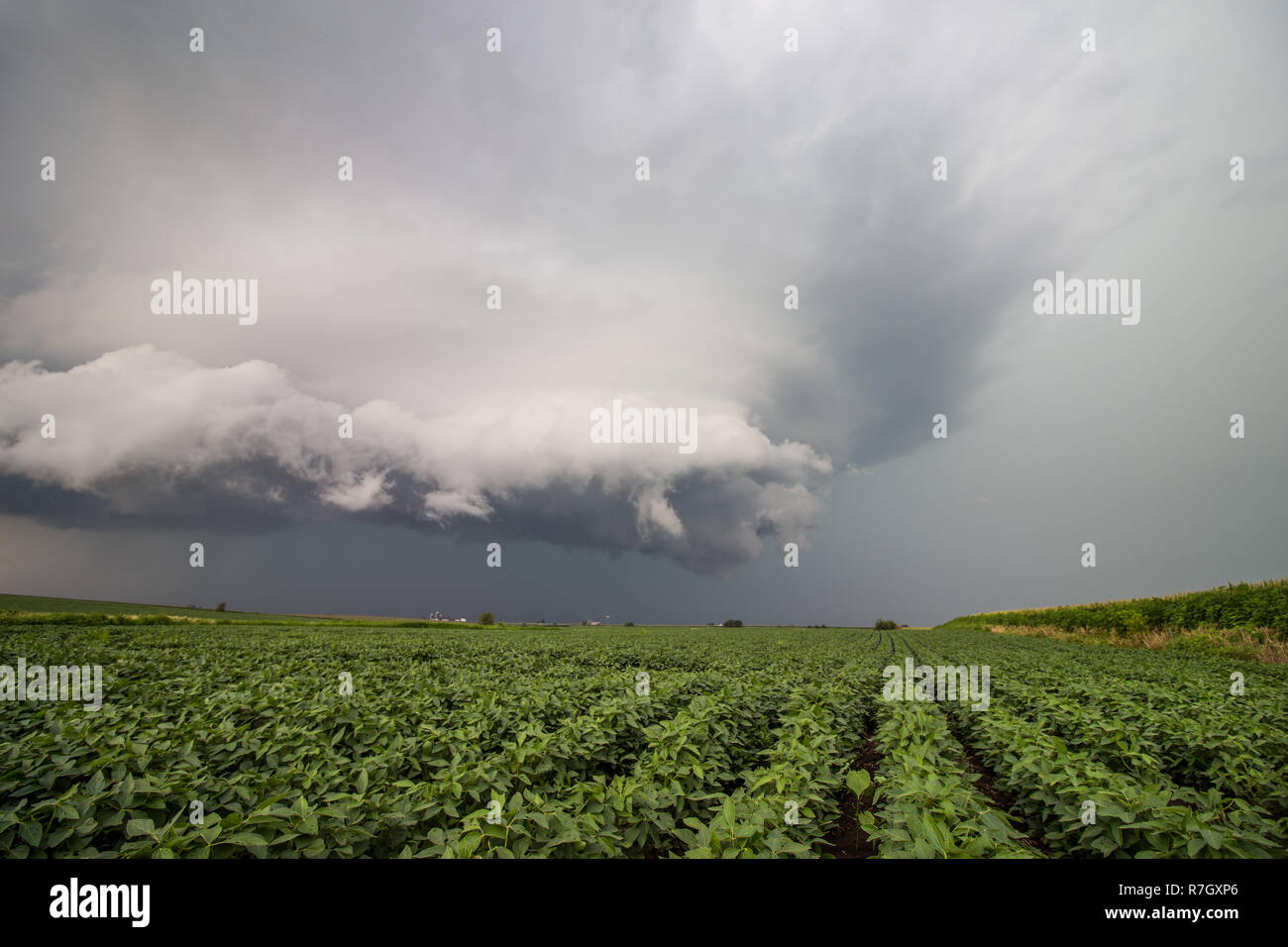 A ragged storm cloud hovers over soybean fields in the midwestern United States. Stock Photo