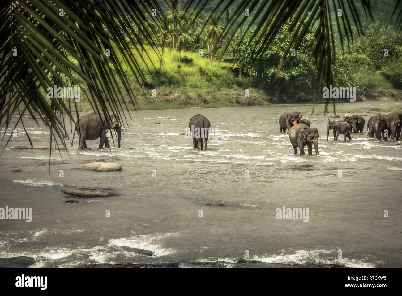 Group of elephants swimming on river amoung lush green tropical foliage in wildlife reserve Stock Photo