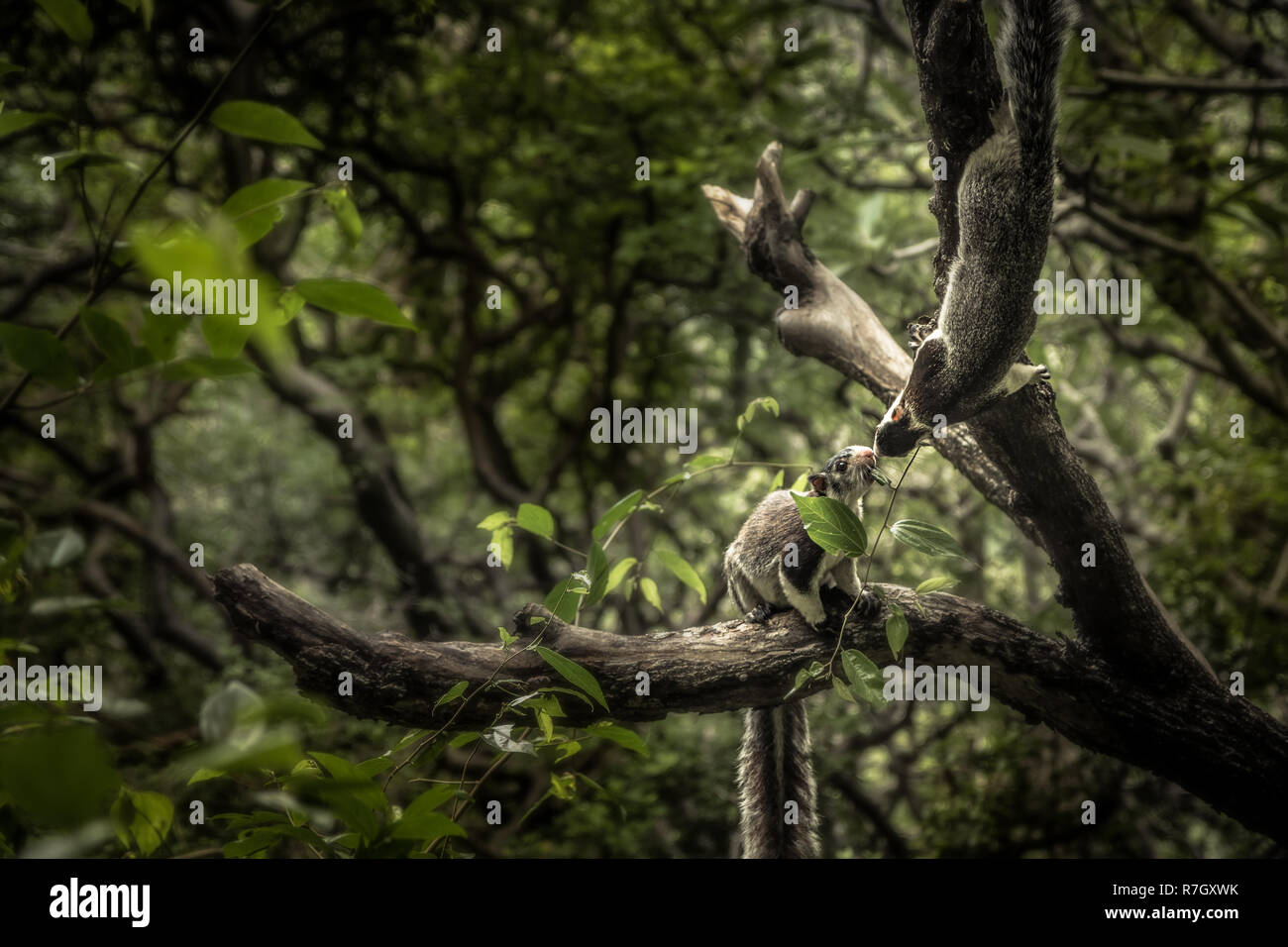 animals kissing