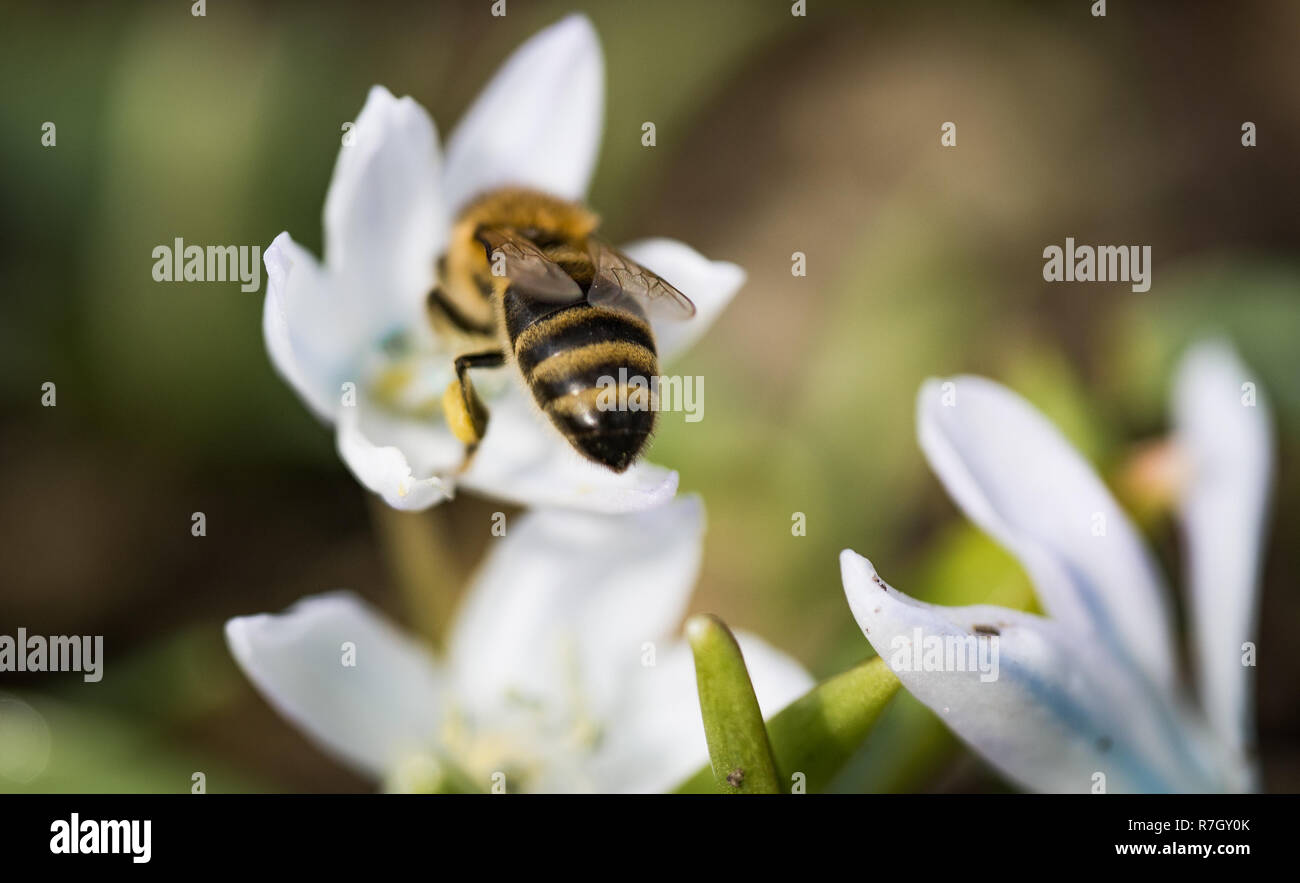 Bee collects and carries nectar from snowdrop, macro picture Stock Photo