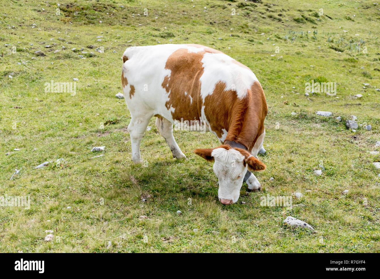 White and brown calf cow thatt eat grass in laying in green field lit ...