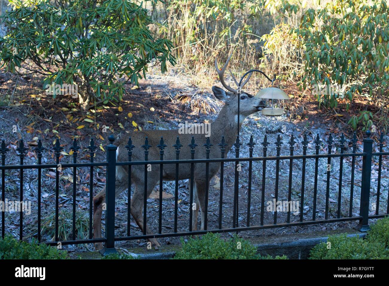 Feeder rack hires stock photography and images Alamy