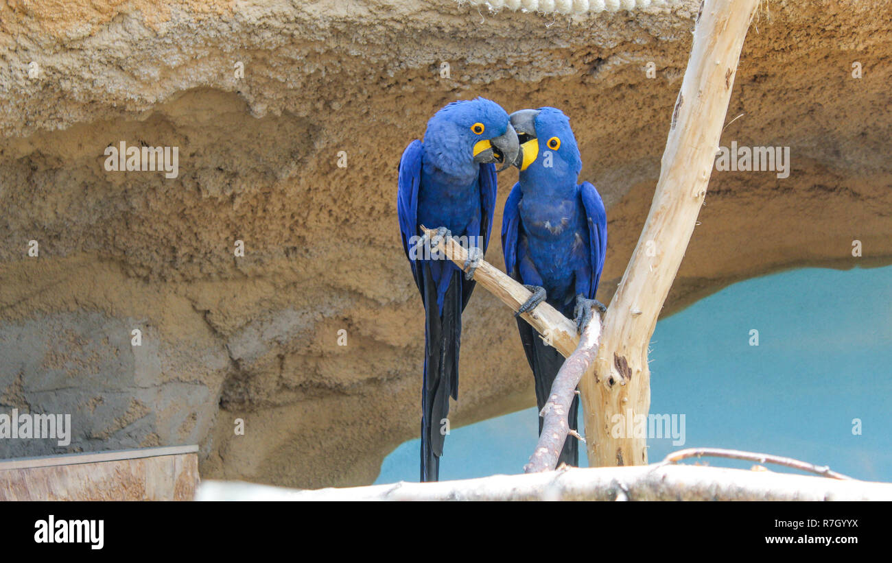 Two hyacinth macaws sitting on branch Stock Photo