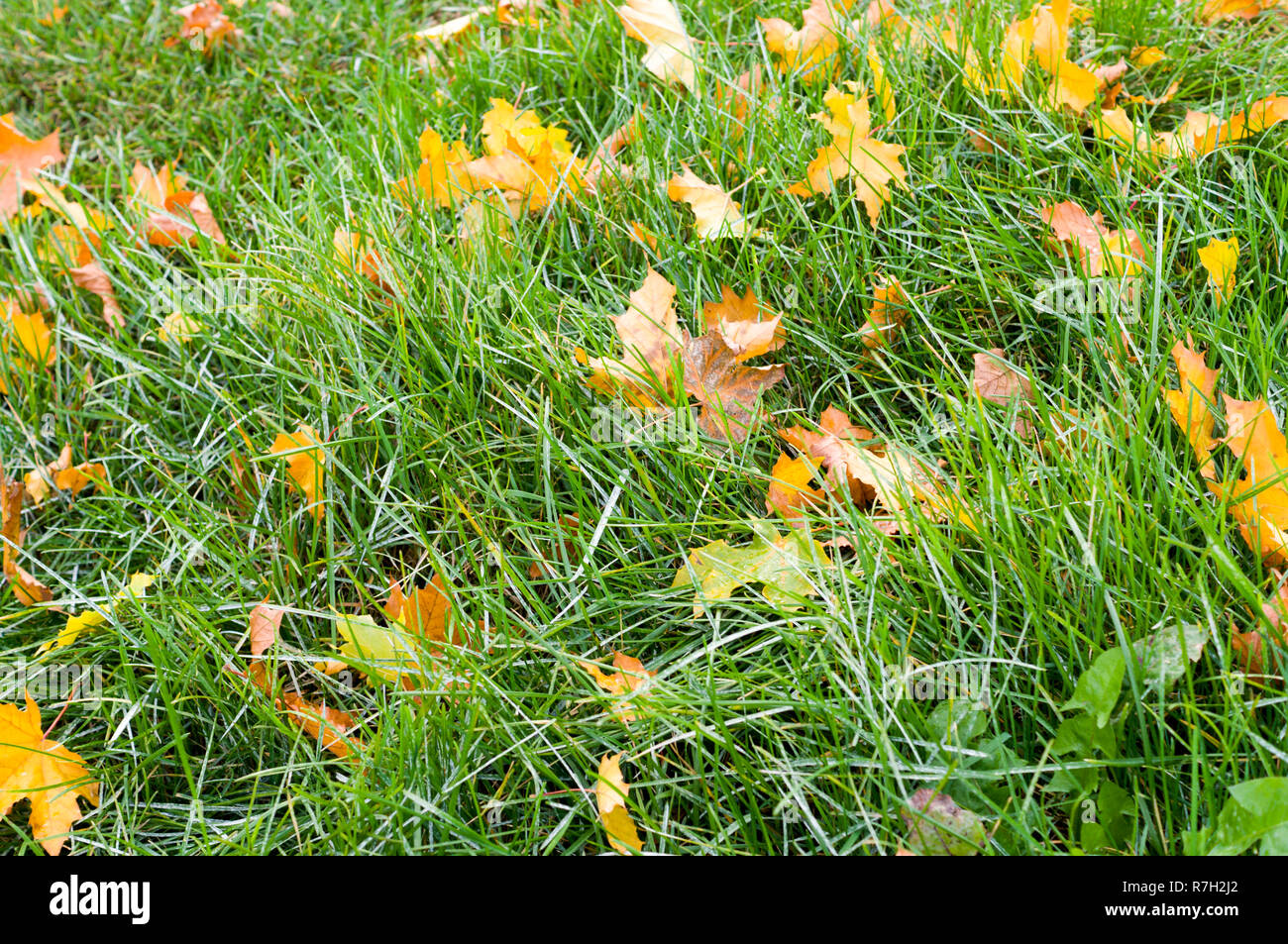 green grass with autumn leaves background. nature, seasonal Stock Photo