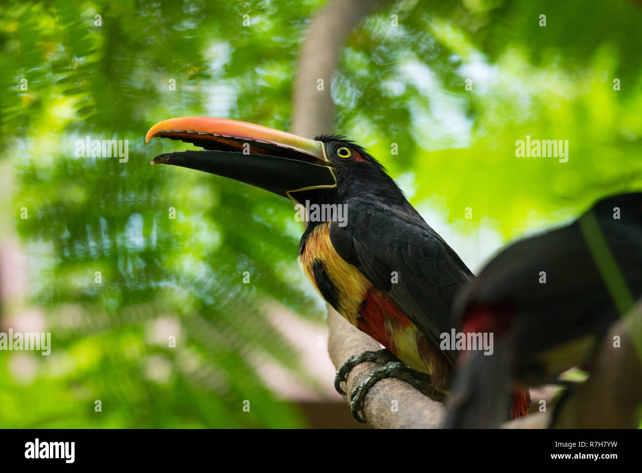 Happy and cheery Collared aracari (Pteroglossus torquatus) toucan is a near passerine bird. Stock Photo