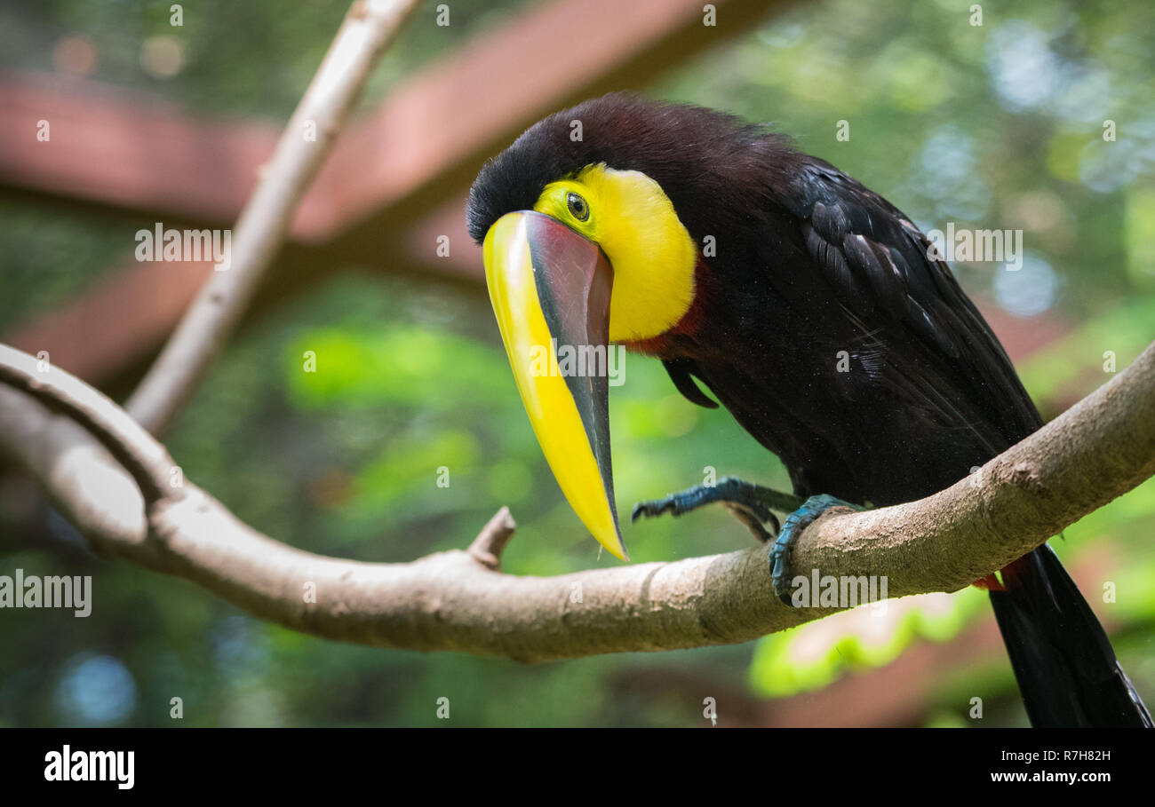Costa Rican based chestnut mandibled or Swainson’s toucan (Ramphastos ambiguus swainsonii).  Subspecies of the yellow-throated toucan. Stock Photo
