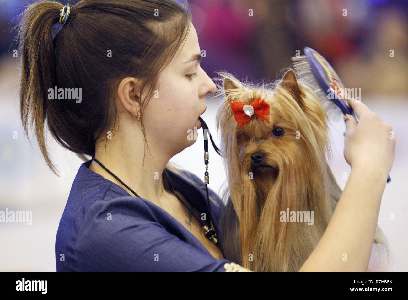 cup yorkshire terrier