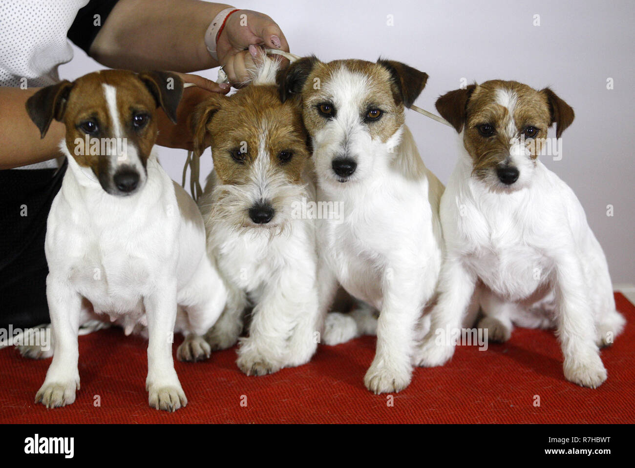 Jack russell sales terrier show