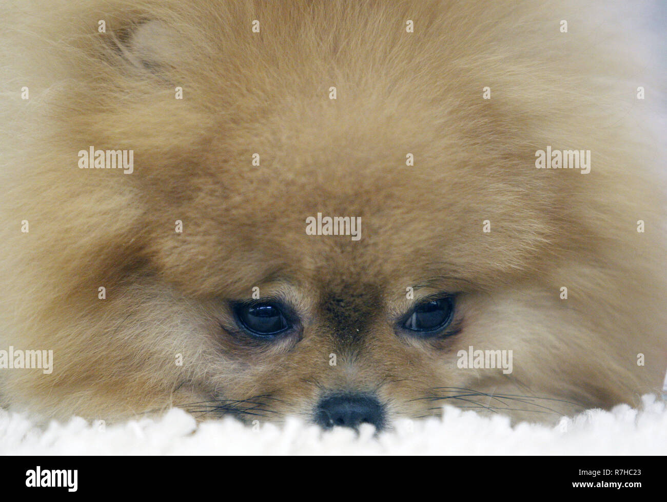 Kyiv, Kyiv, Ukraine. 9th Dec, 2018. Dog of the Pomeranian Spitz breed is seen during the dog show.Crystal Cup of Ukraine 2018 Dog show. Credit: Vadim Kot/SOPA Images/ZUMA Wire/Alamy Live News Stock Photo