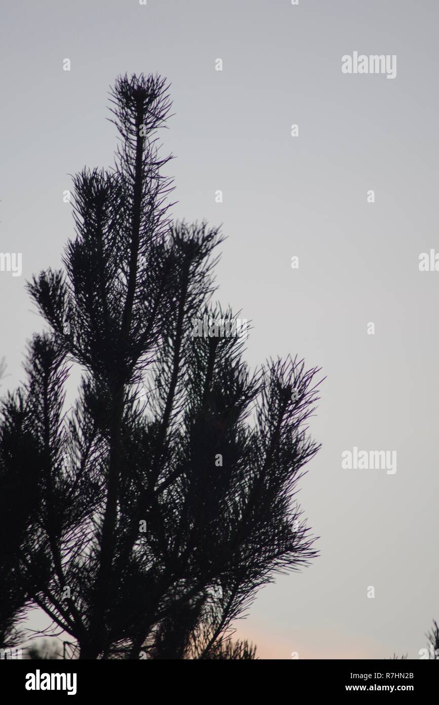 Norway Spruce Christmas Tree High Resolution Stock Photography And Images Alamy
