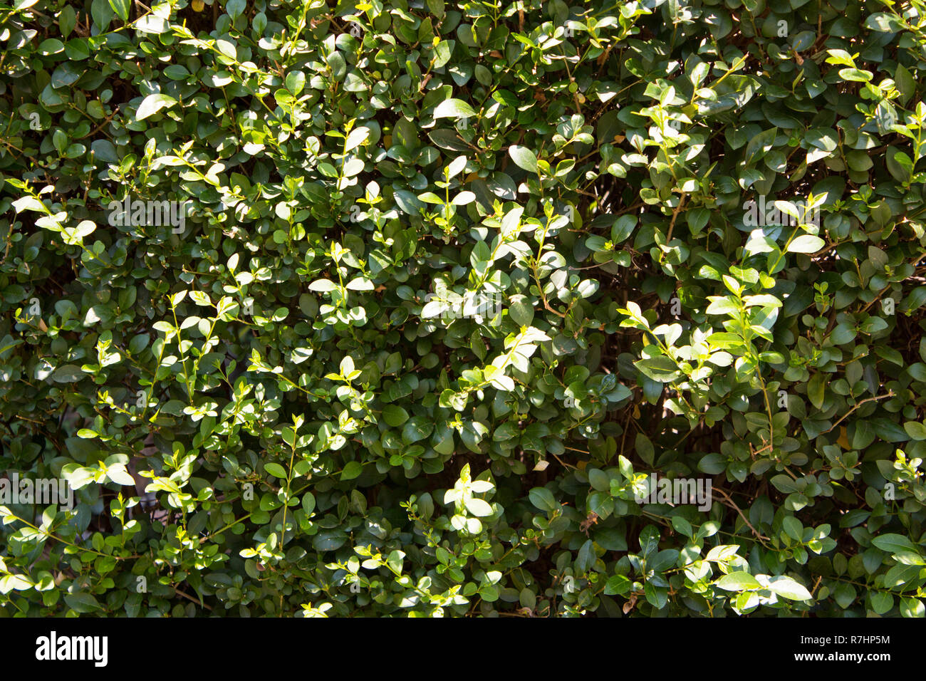Green bush plants urban. Stock Photo