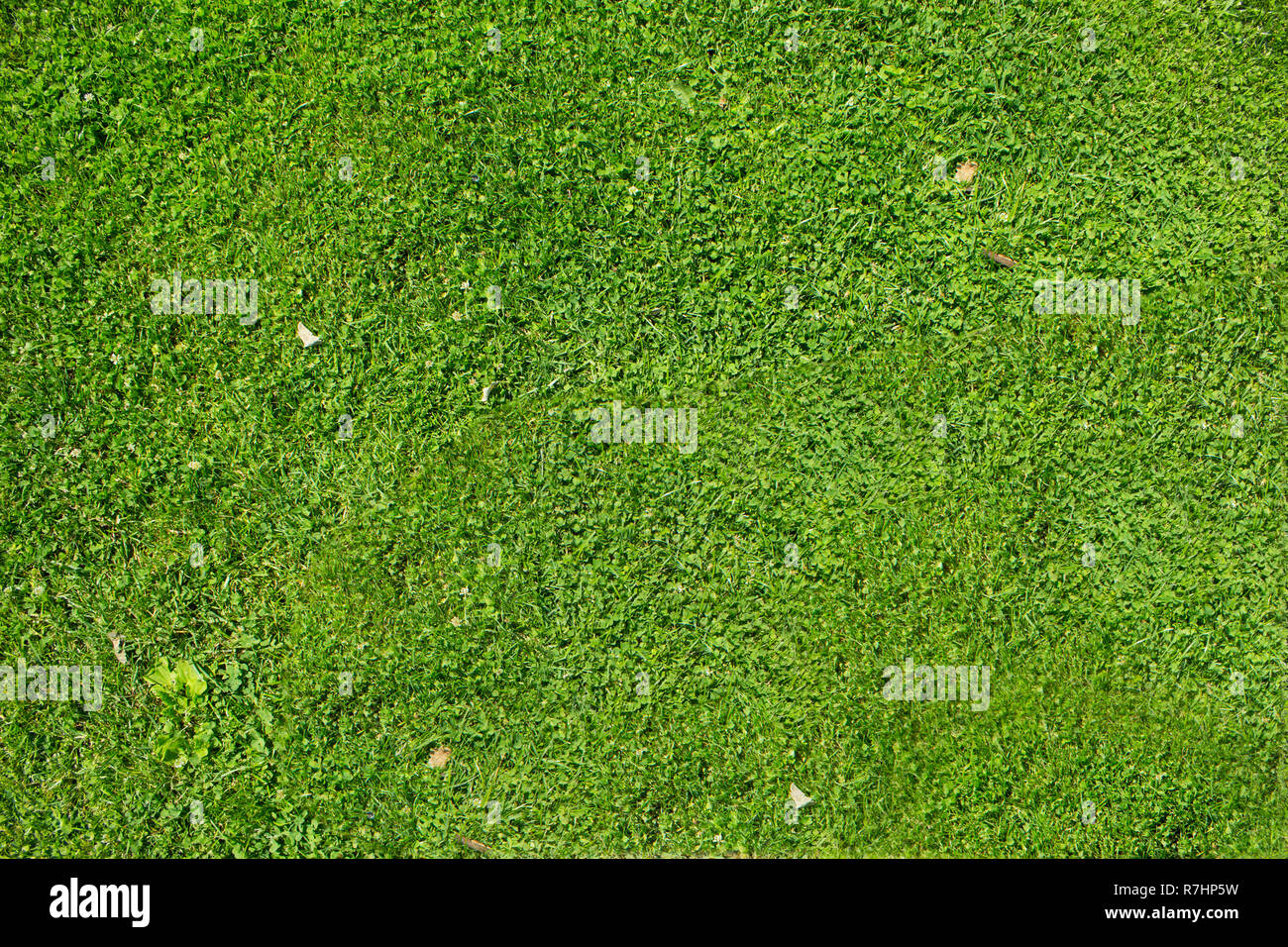 Green grass texture. Stock Photo