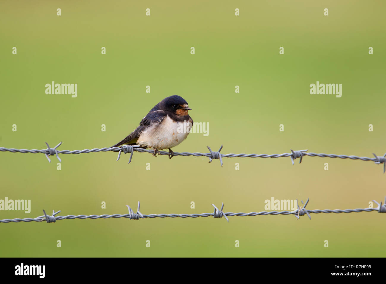 Swallow Hirundo rustica perching on a barbed wire fence against a diffuse green background Stock Photo