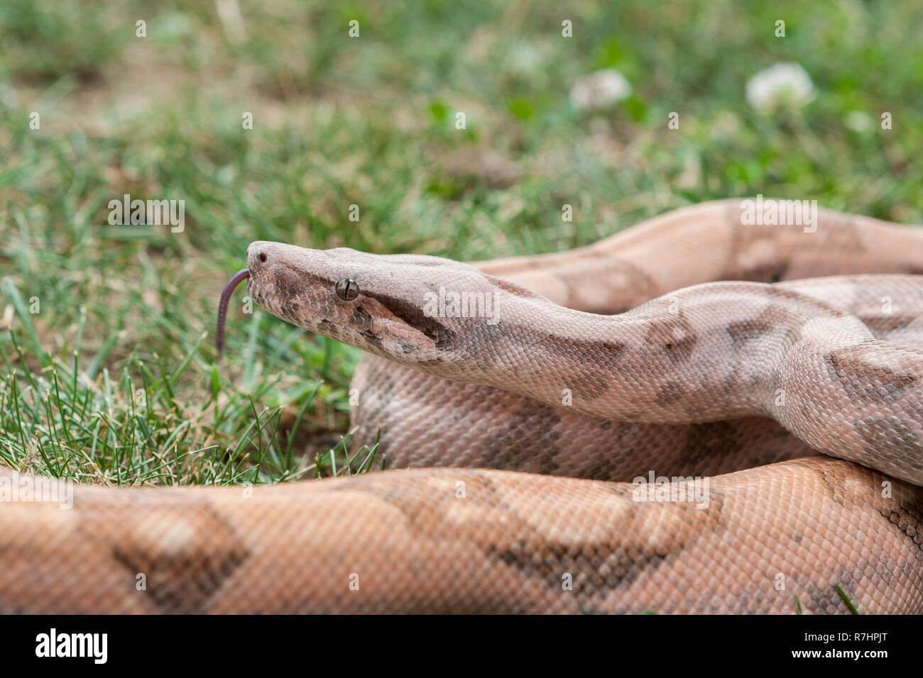 A snake flicking its tongue Stock Photo