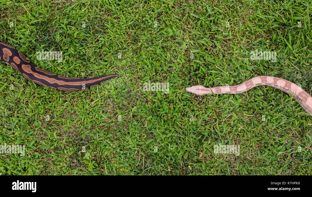 A snake chasing another snake on a meadow seen from above Stock Photo