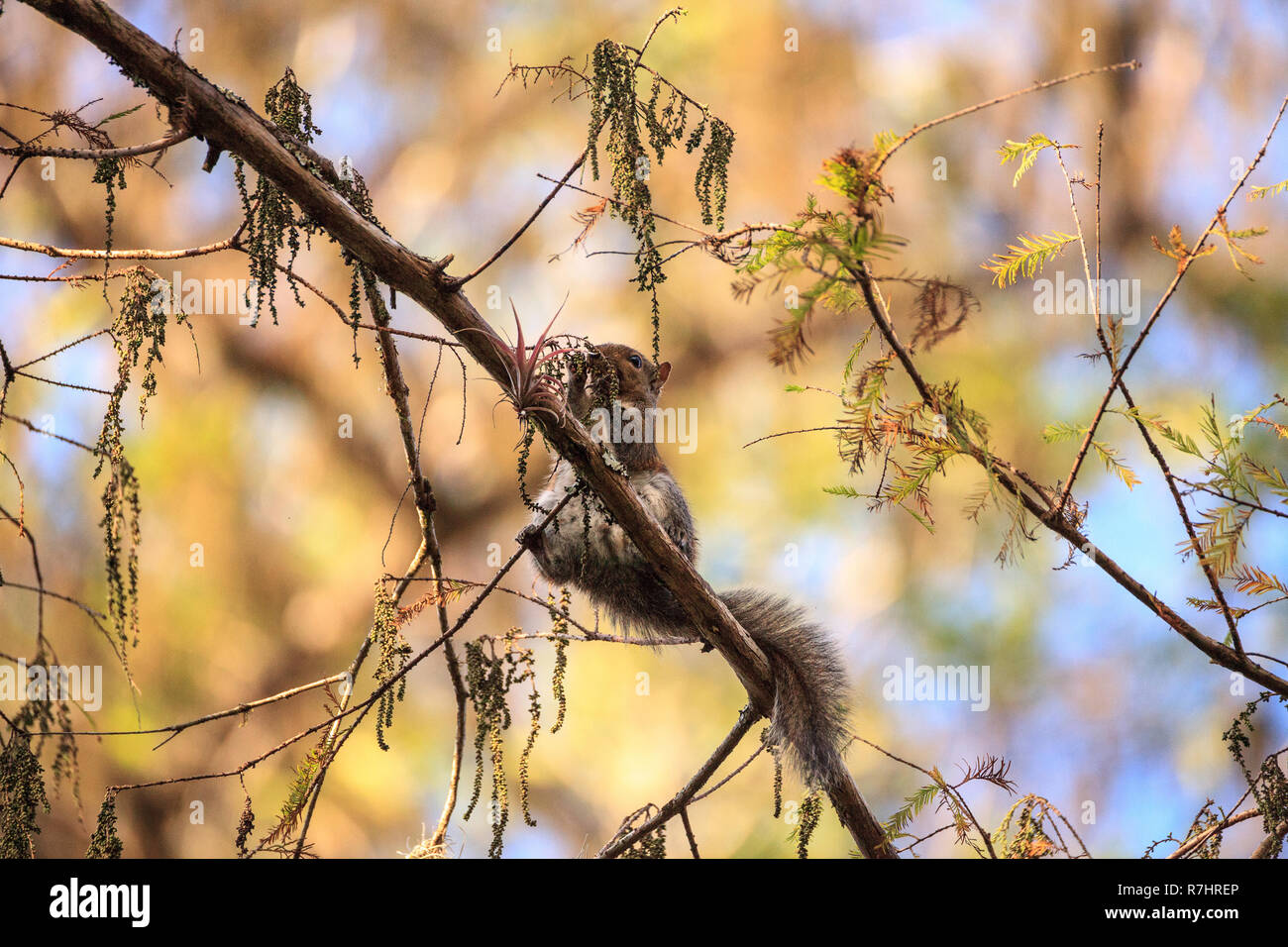 Big Cypress Fox Squirrel Sciurus niger avicennia eats berries on a tree in Corkscrew Sanctuary Swamp in Naples, Florida Stock Photo